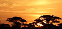 Sunrise during the wildebeest migration in Africa, World Expeditions